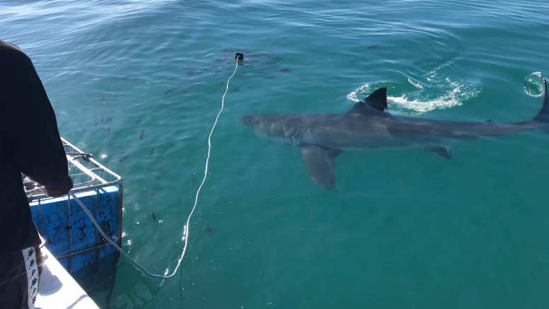 Shark Cage Diving Mossel Bay image 3