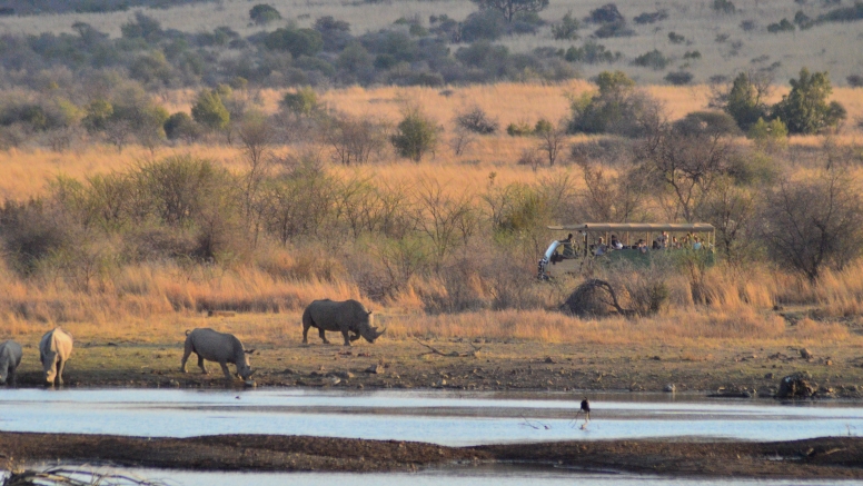 Game Drive SCHEDULED Bakubung Gate image 6