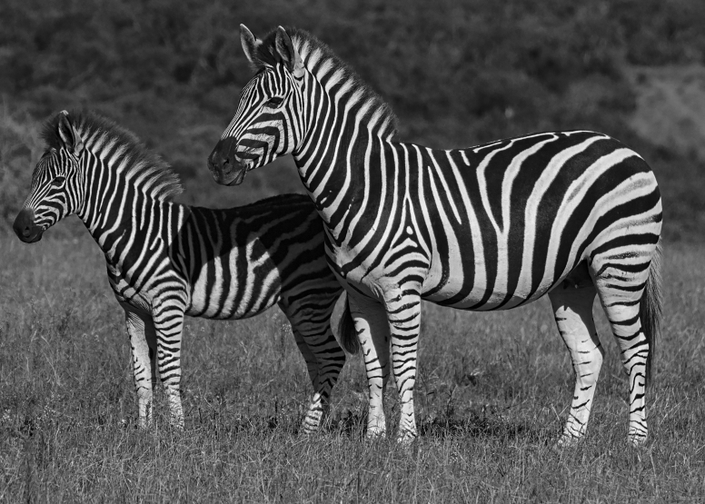 Addo Elephant Nat Park Game Drive image 3