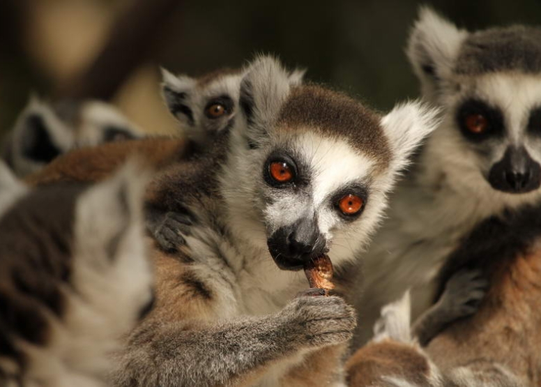 The Hidden Forest Wildlife Sanctuary image 7