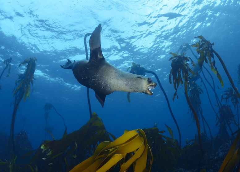 Wreck and Reef Scuba Dive Cape Town image 3