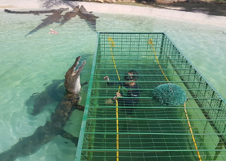 Crocodile Cage Dive image 1