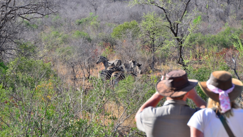 Pilanesberg Game Walk image 1