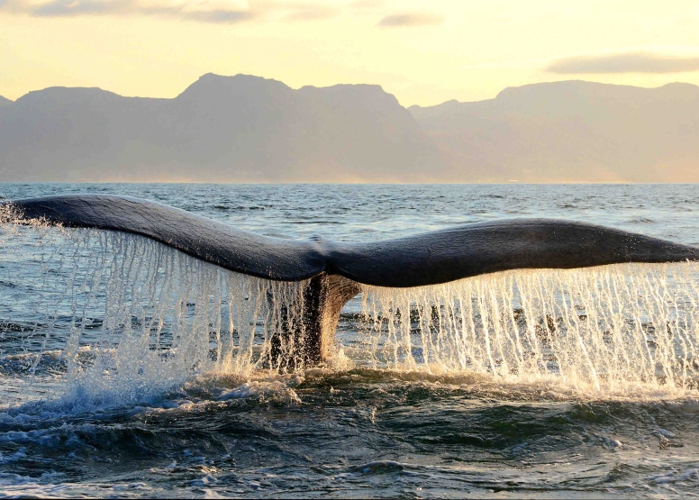 Cape Town Whale Watching Trip image 1