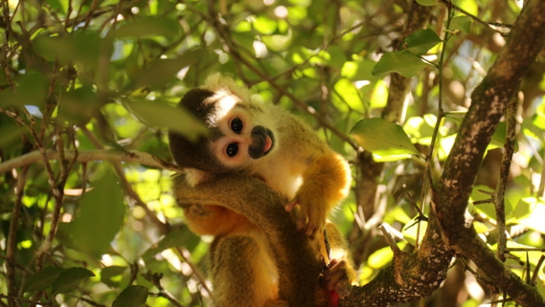 The Hidden Forest Wildlife Sanctuary image 3