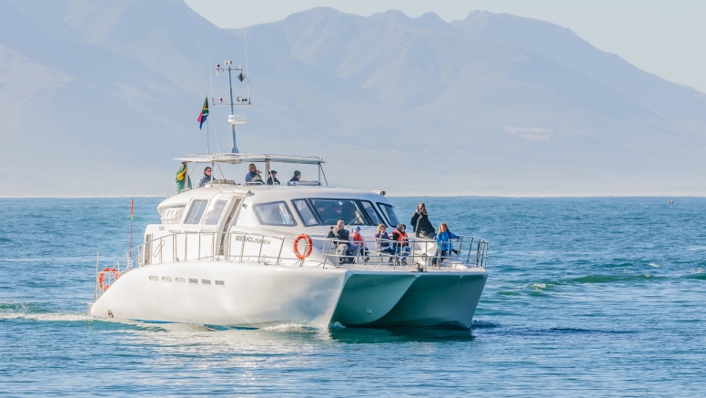 Hermanus Whale Watching with Southern Right Charters image 8