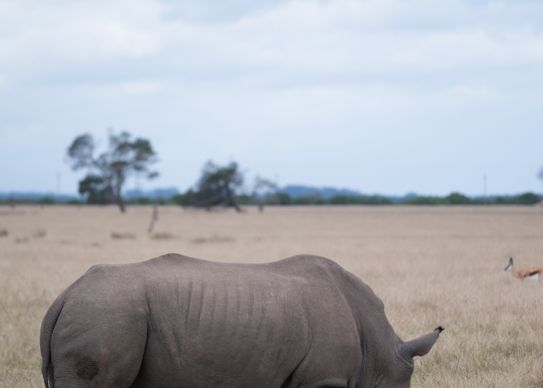 2 Hour Game Drive image 4