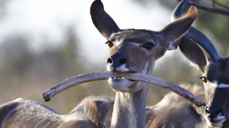Photographic Full Day Private Safari Kruger Park image 6