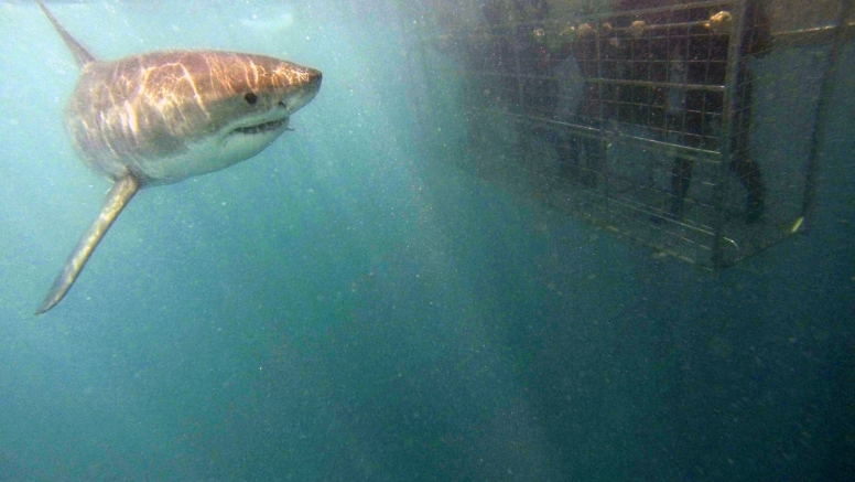 Shark Cage Diving Gansbaai - South African Special image 2