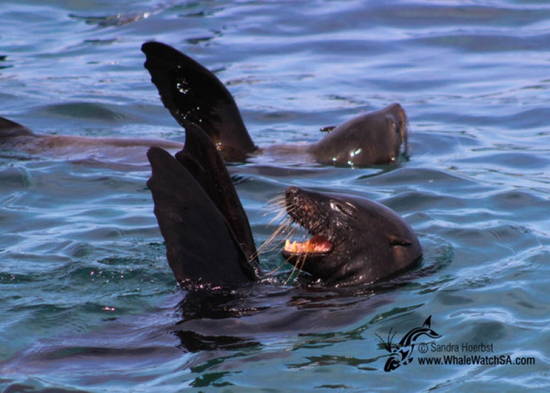 Marine Big 5 Tour Gansbaai with return transfer from Hermanus image 5