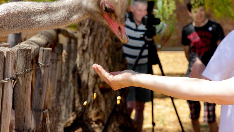 Traditional Ostrich Tour image 2