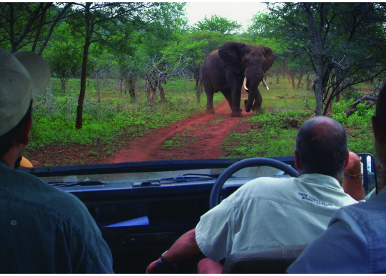 Hluhluwe Game Drive - Full day with lunch image 2