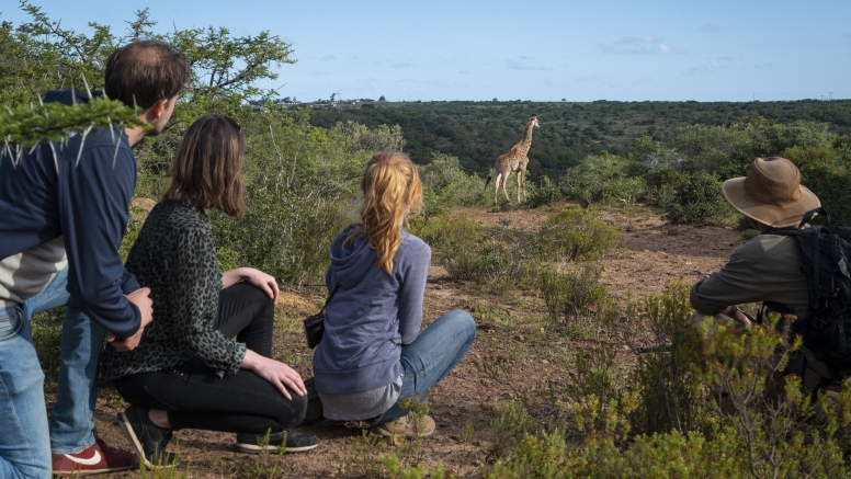 Giraffe Walk image 3