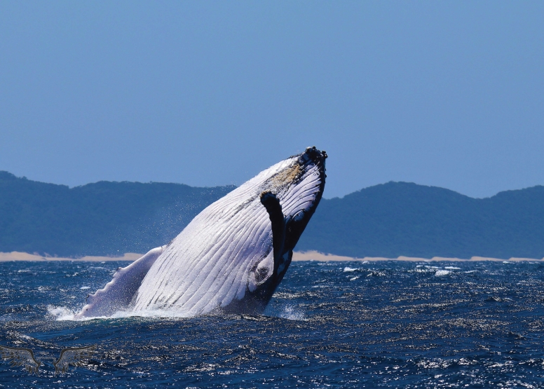 Whale & Dolphin Watching image 1