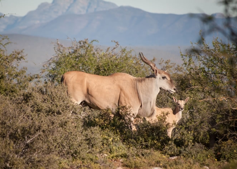 Bush Safari image 2