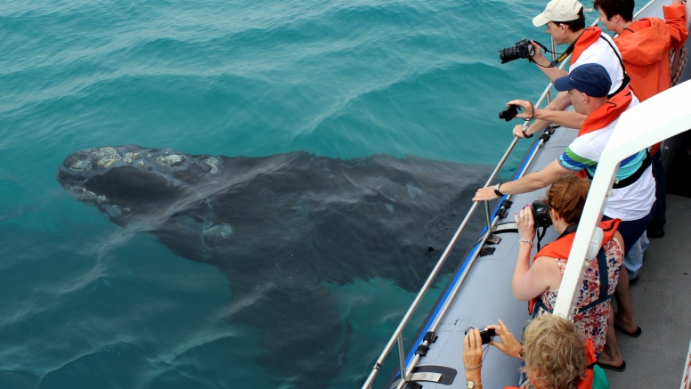 Marine Big 5 Tour Gansbaai - South African Special image 7