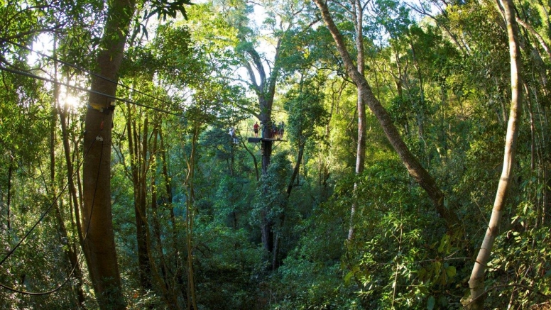 Tsitsikamma Canopy Tours image 4