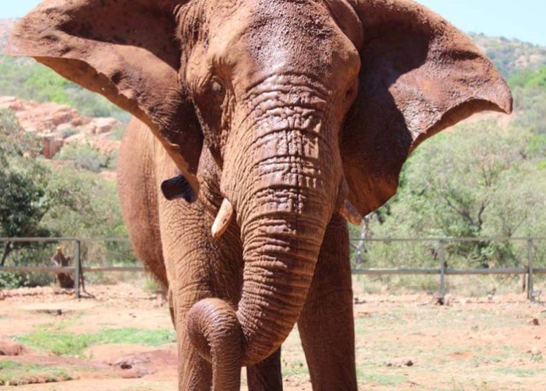 Elephant Interaction and Monkey Sanctuary Tour image 1