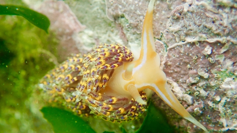 Snorkel Cape Town's Stunning Tidal Pools image 11