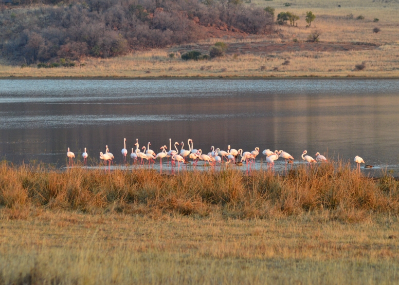 Game Drive Bakubung Gate SADC Citizen image 11
