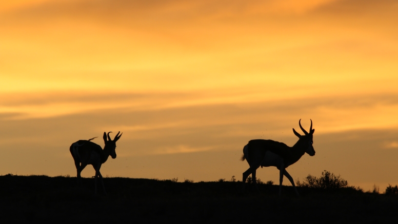 GAME DRIVE SUNRISE / SUNDOWNER image 10