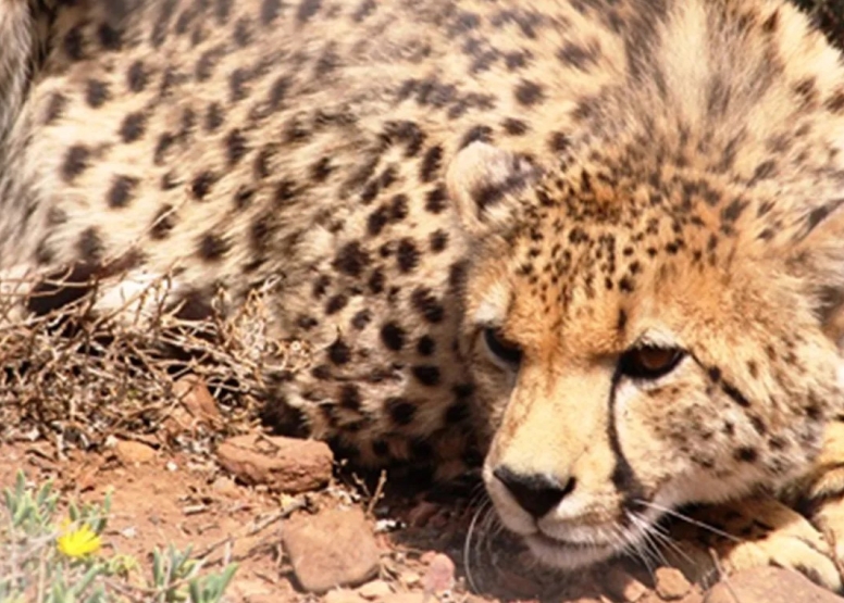 Free Roaming Cheetah Experience image 9