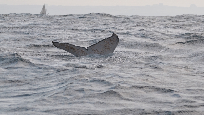 Durban Whale and Dolphin Watching image 4 Durban Whale and Dolphin Watching image 4