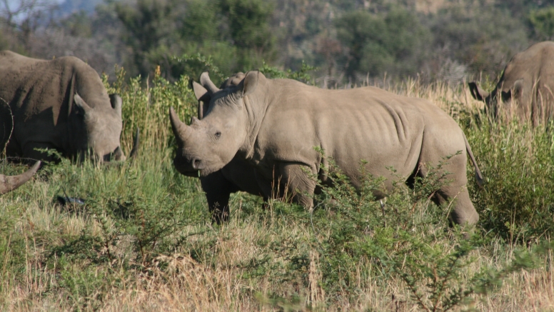 5 Day Discover The Kruger Park image 9