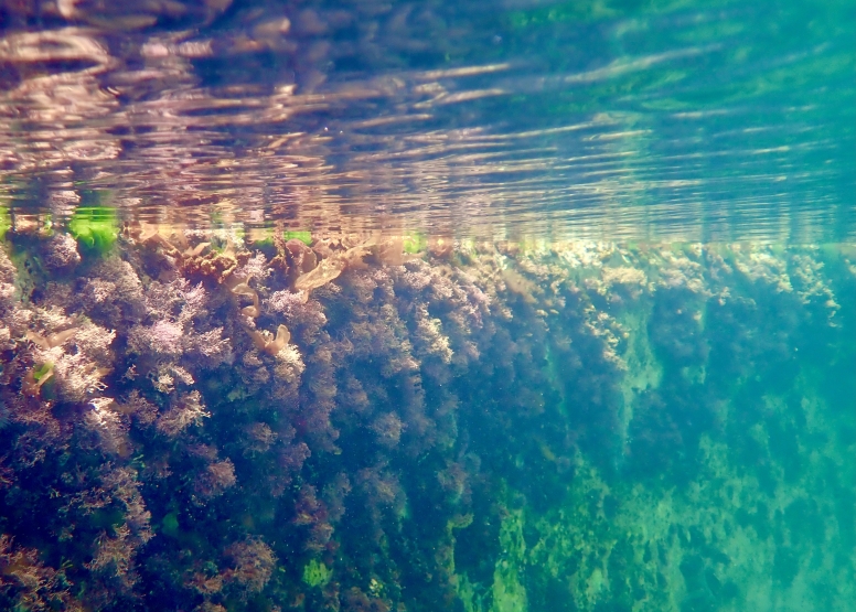 Snorkel Cape Town's Stunning Tidal Pools image 8