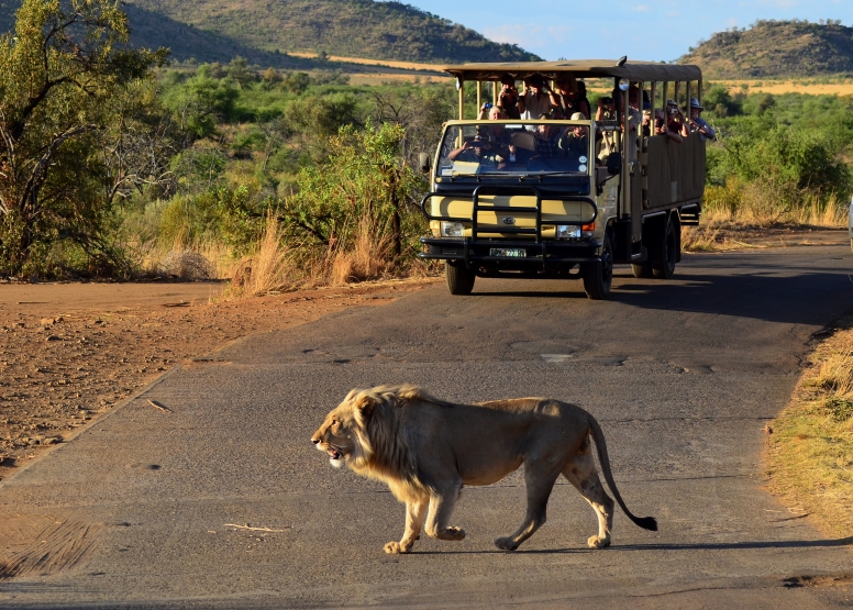 Private Game Drive Sun City - 25 Seater image 2