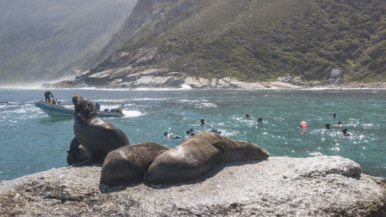 Swim with Seals image 6