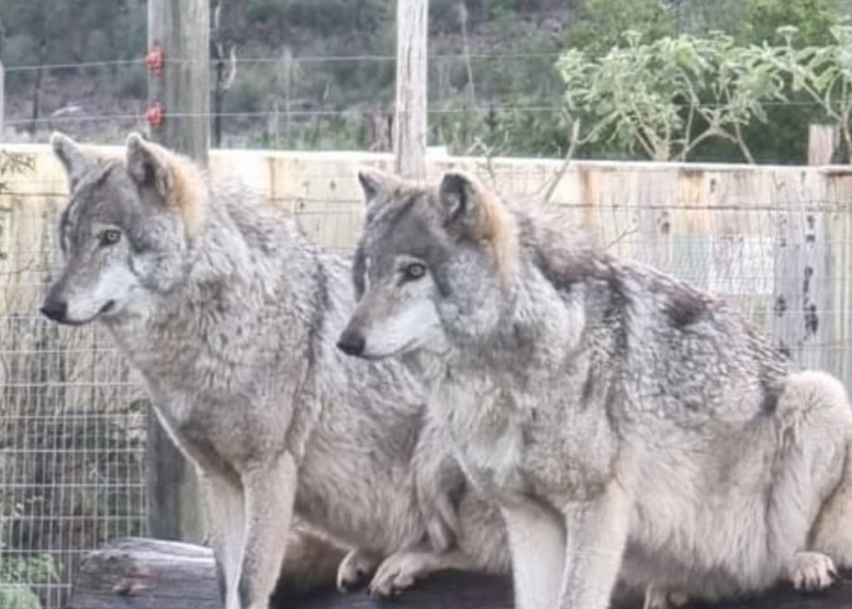 Tsitsikamma Wolf Sanctuary image 5