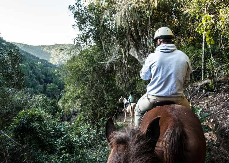 1 Hour Mountain and forest horse ride Kurland Park image 1