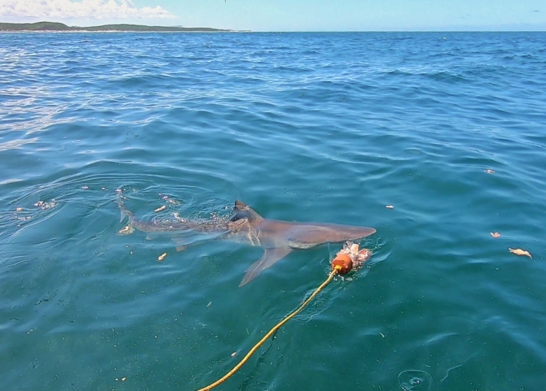 Gansbaai Shark Cage Diving Tour image 14