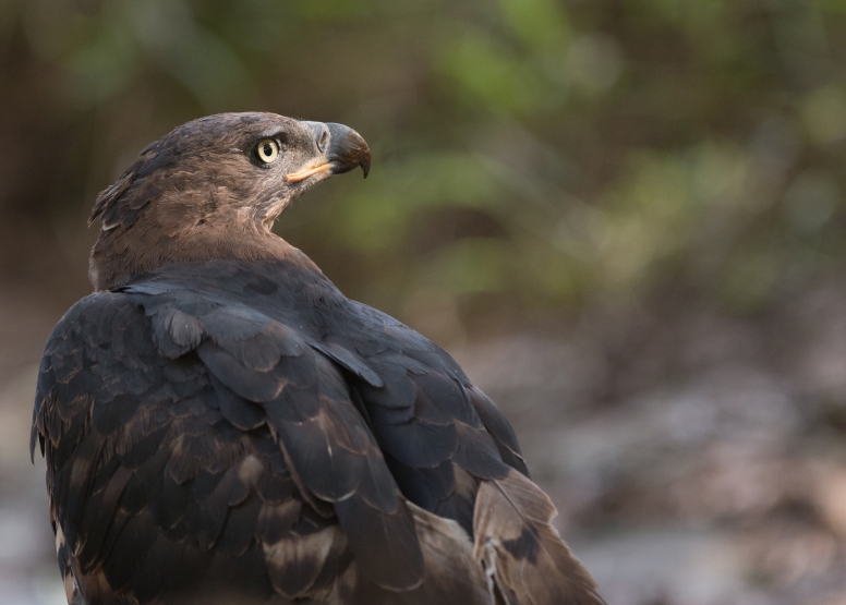 Manyoni Birding Safari (3-4 hrs) image 2