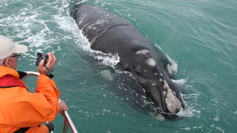 Marine Big 5 Tour Gansbaai with return transfer from Hermanus image 6