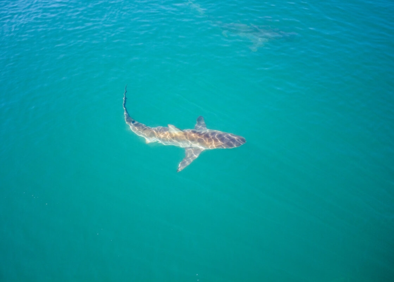 Gansbaai Shark Cage Diving Tour image 6