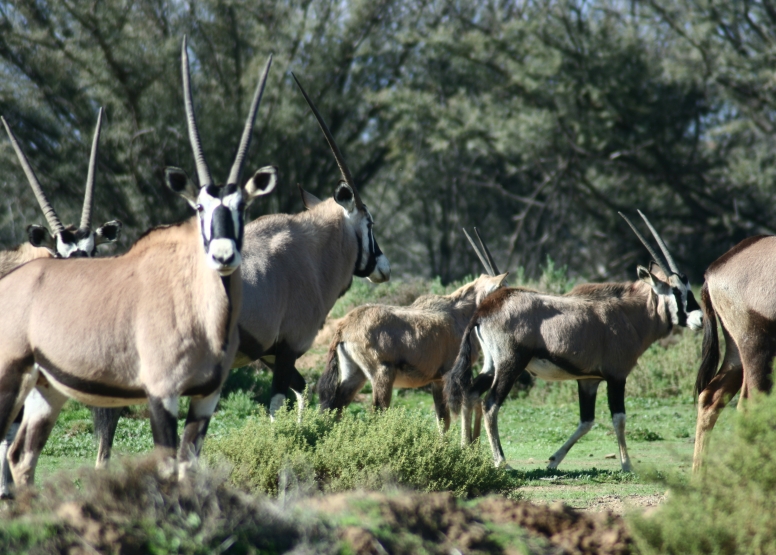 One Day Safari at Inverdoorn Safari Lodge & Game Reserve image 7