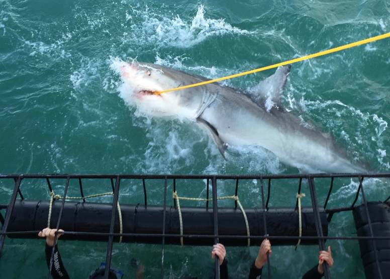 Shark Cage Diving in Gansbaai image 4