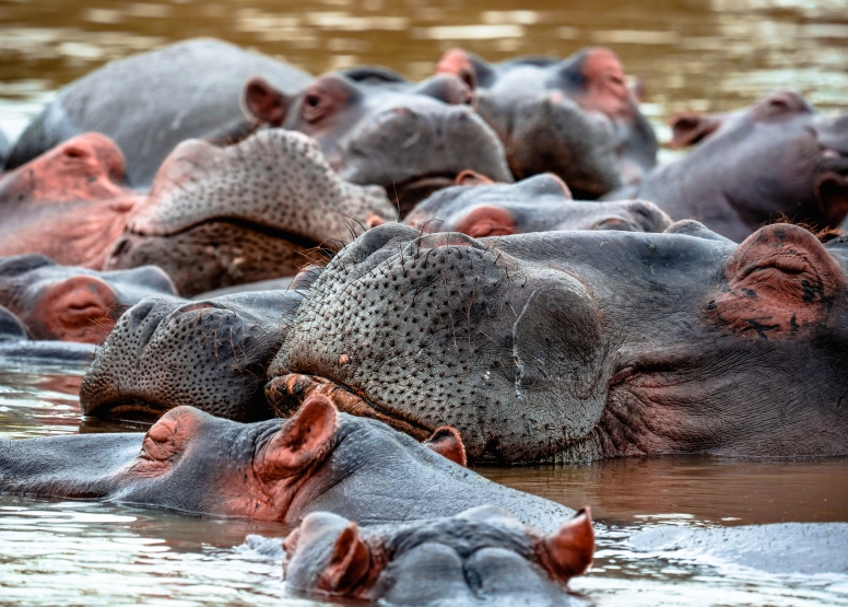 Hippo & Croc Boat Cruise image 9