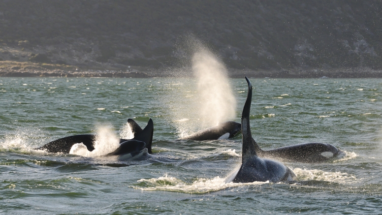 Cape Town Whale Watching Trip image 21