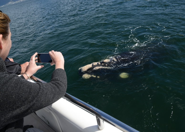 Cape Town Whale Watching Trip image 12