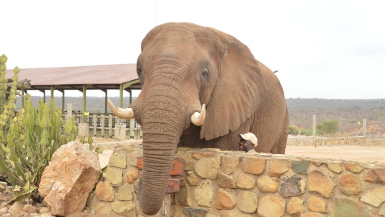 Elephant Moments at Jabulani Safari image 7