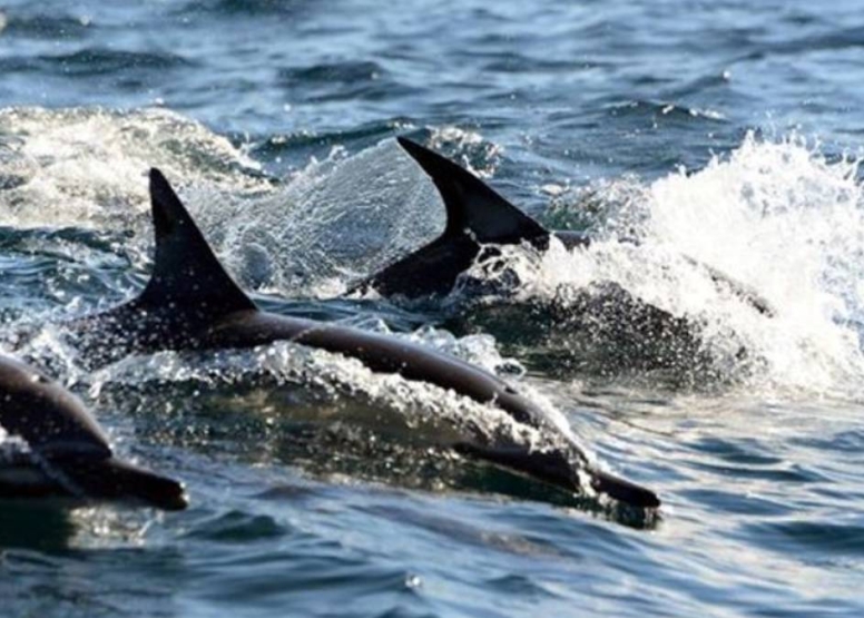 Knysna Eco Marine Boat Trip image 1