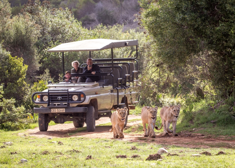 Guided Game Drives image 9