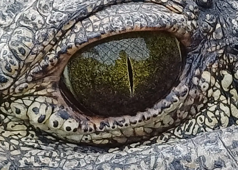 1 Hour Guided Crocodile Tour image 7