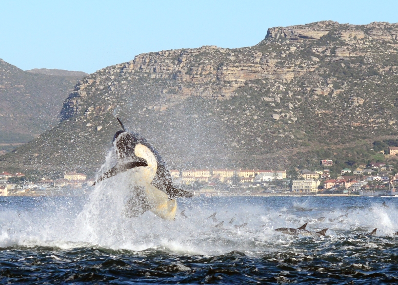 Cape Town Whale Watching Trip image 20