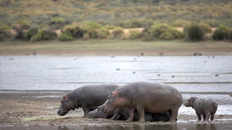 Early Morning Safari image 9