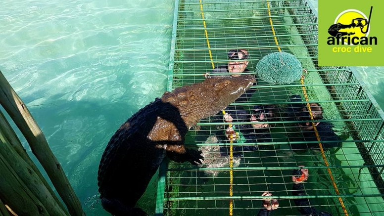 Crocodile Cage Dive image 4