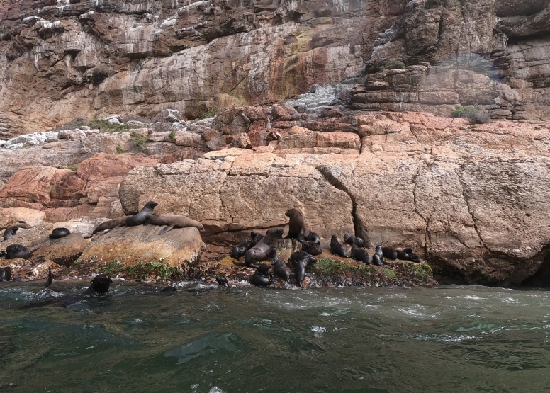 Seal Viewing image 1